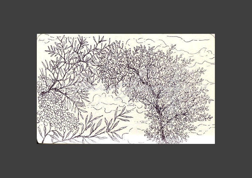 2015-09-04_alberi-e-cielo